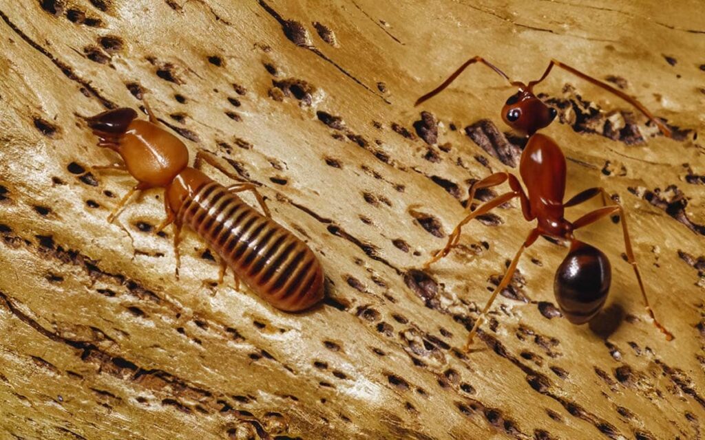 signs of carpenter ants vs termites