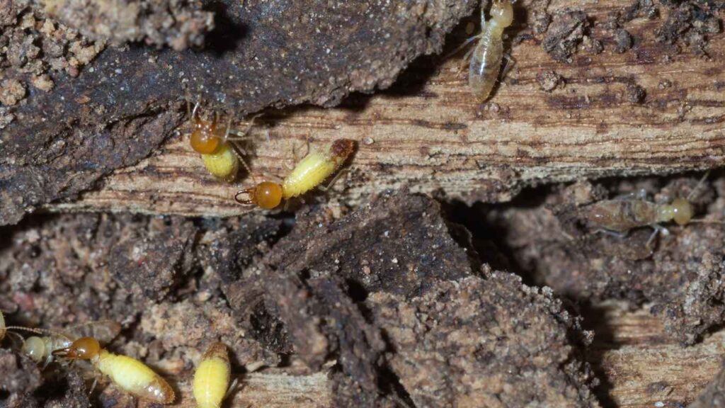 warning signs termites in home Outdoor Issues