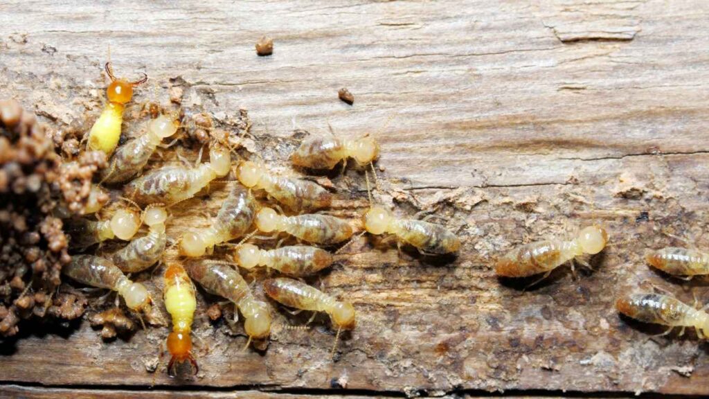 warning signs termites in home Termite Sightings