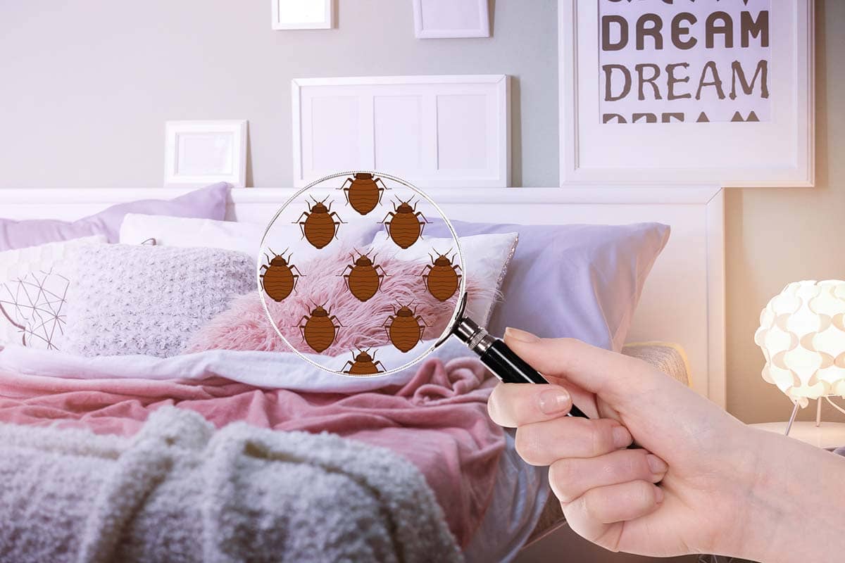 Bed Bugs in Sacramento, CA: The Bed Bug Life Cycle