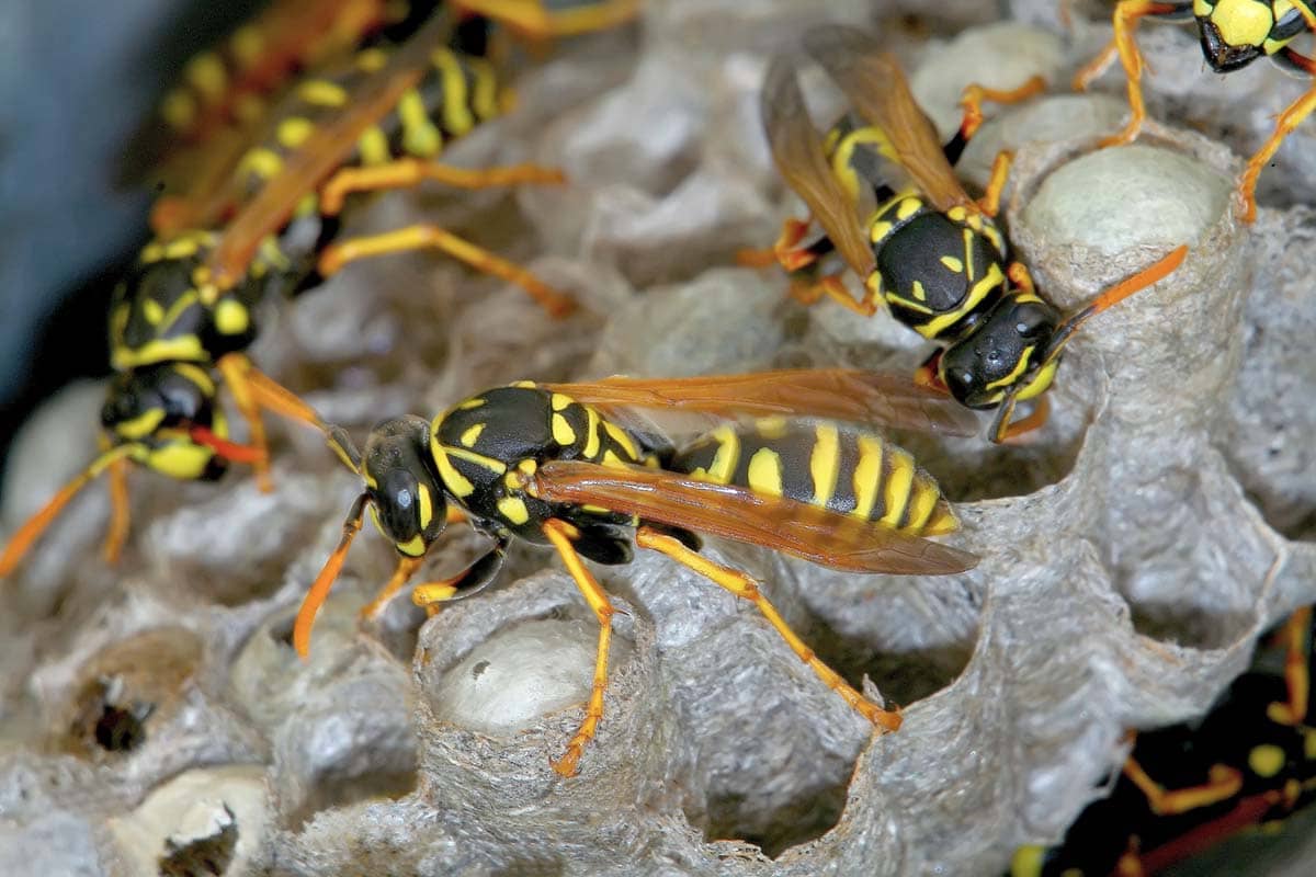 Things You Need to Know About Wasp Control in Sacramento
