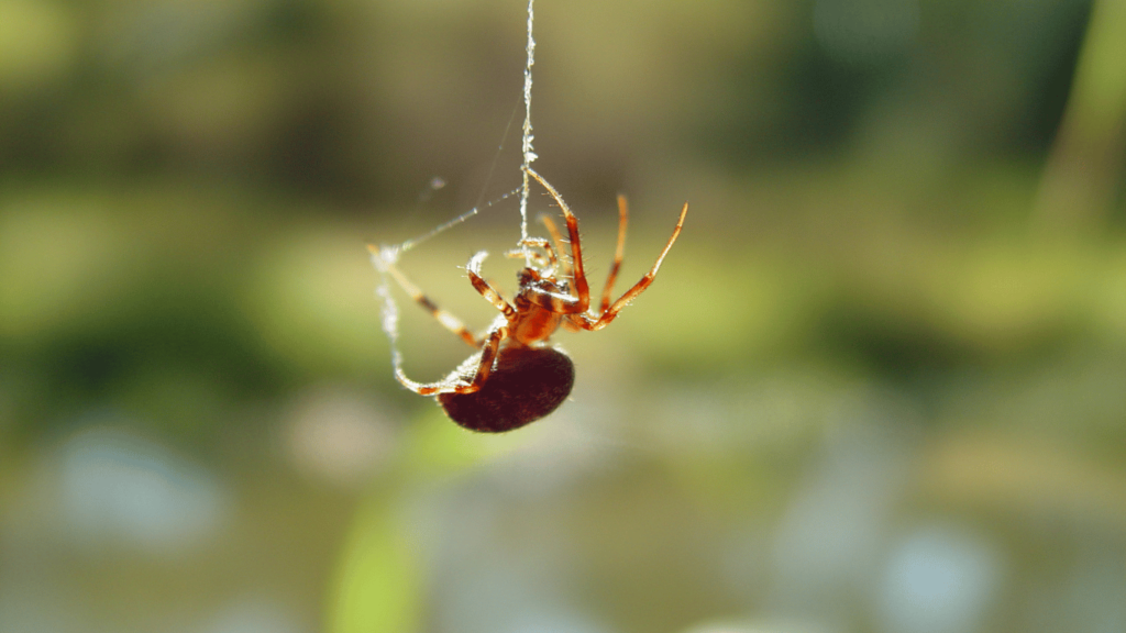 Why Are There So Many Spiders In My House During the Summer?