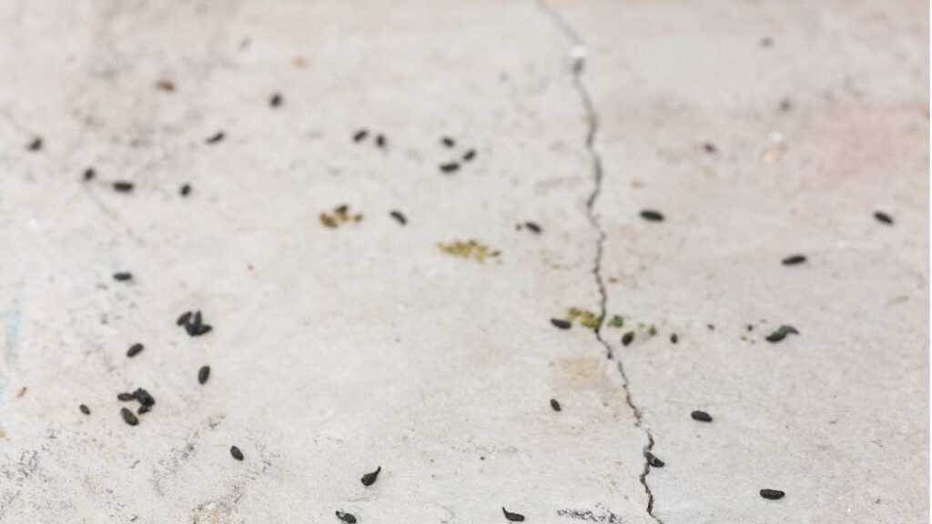 mice signs you should not ignore - mice droppings
