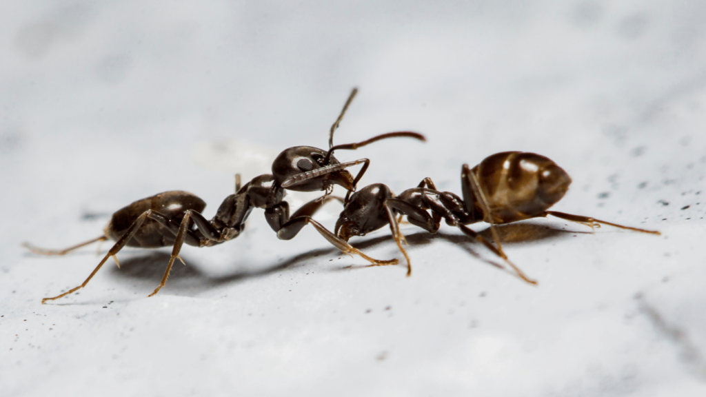 10 Interesting Facts About Bugs and Pests