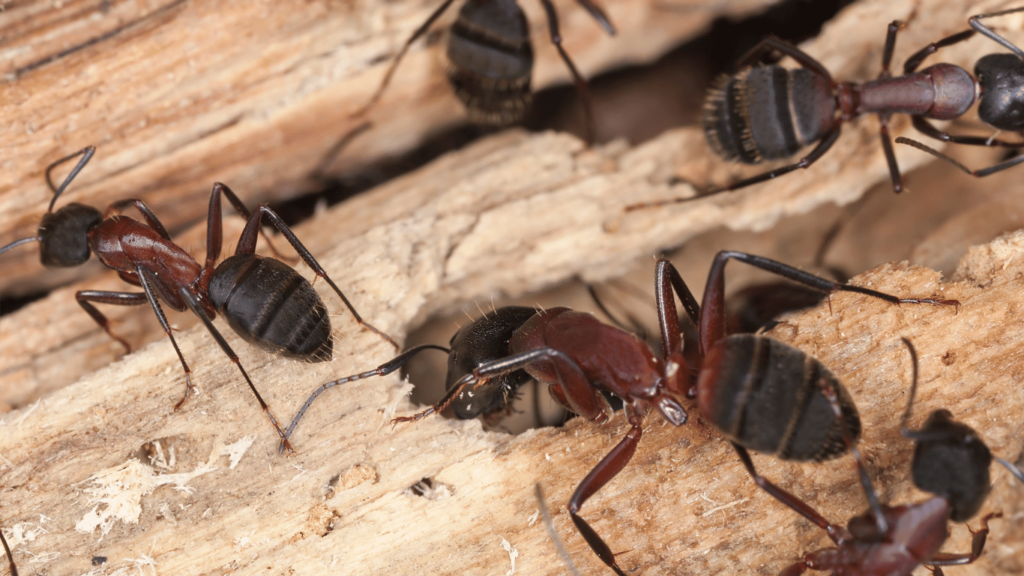 How To Get Rid Of Carpenter Ants For Good