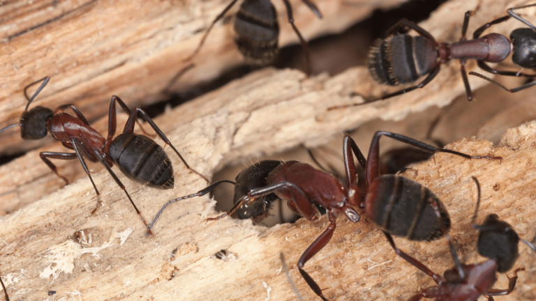 How To Get Ride Of Carpenter Ants