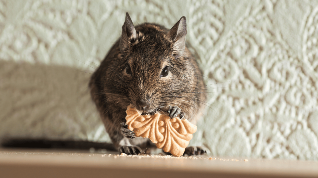 Rodent Removal Services In Sacramento CA