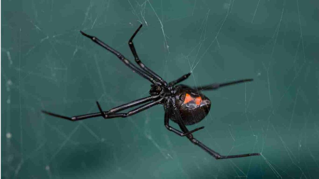 Black Widow Spider Pest Control