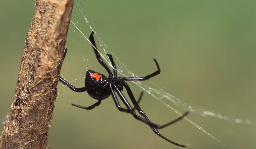 Black Widow Spider on a Web
