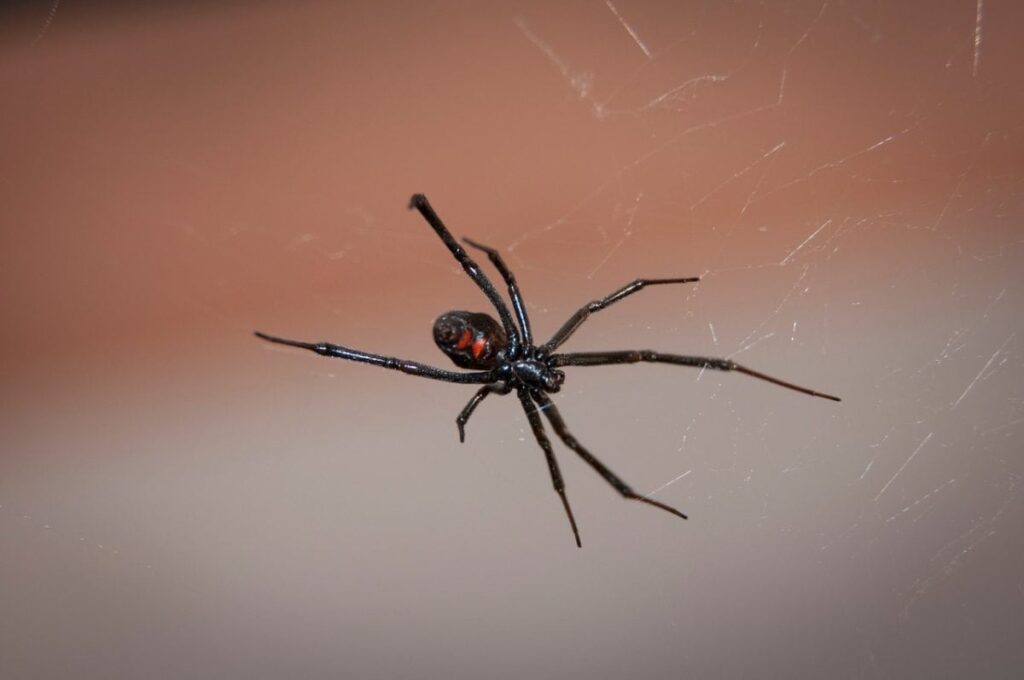 Common Types of Spiders in Sacramento