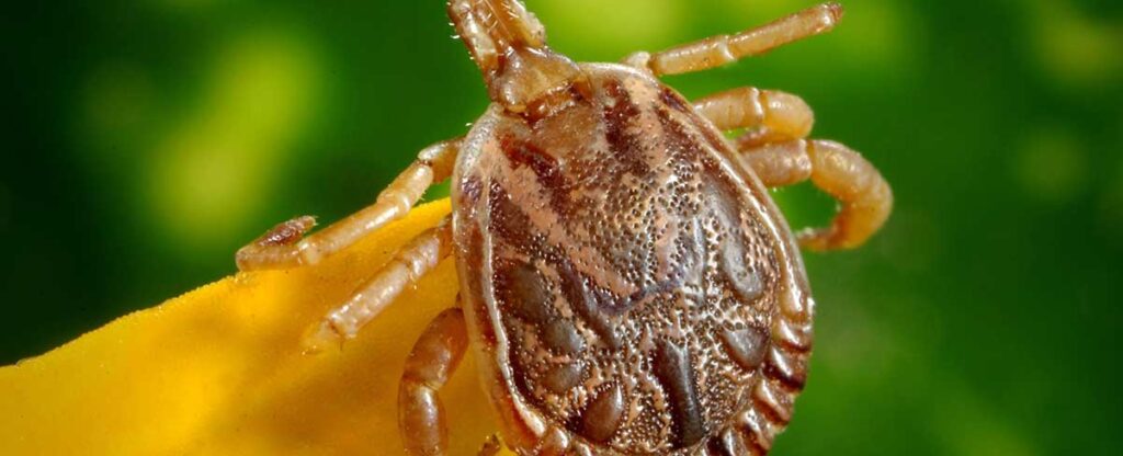 8 Interesting Facts About Ticks - Little-Known Facts about Ticks