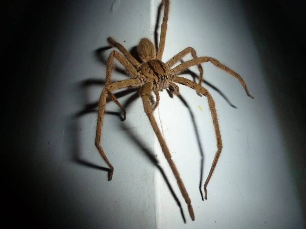 Wolf Spider - What You Need To Know