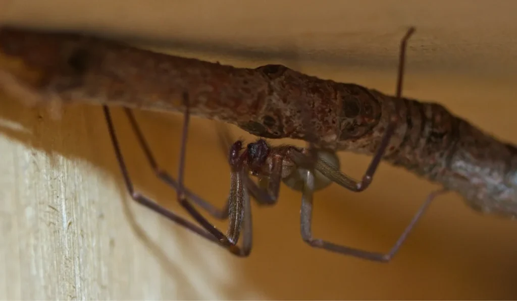 brown recluse spider hanging