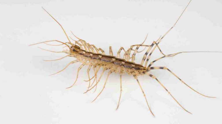 House Centipede. Facts, Bite, Behavior, and How to Get Rid