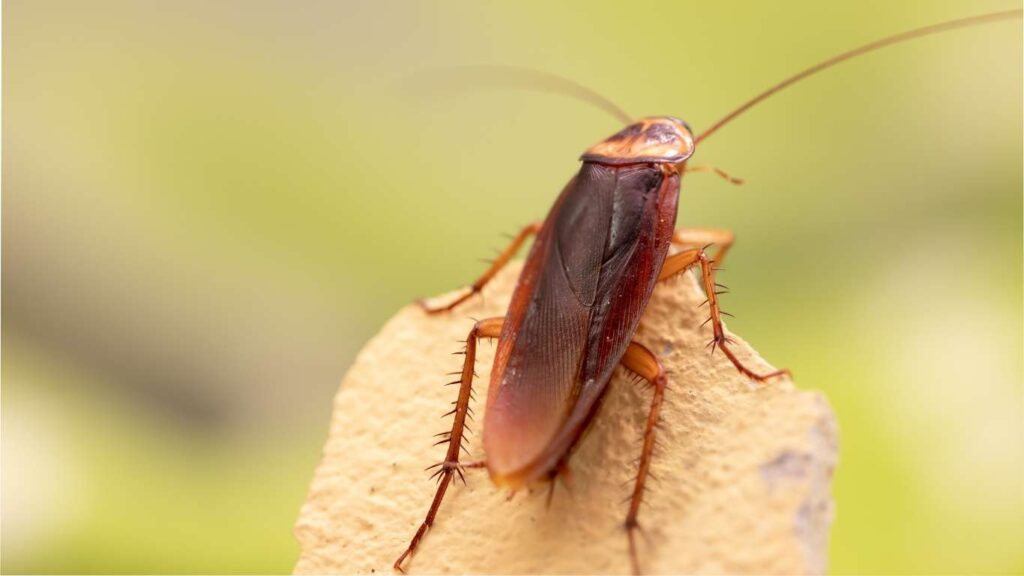 Turkestan cockroach hotsell