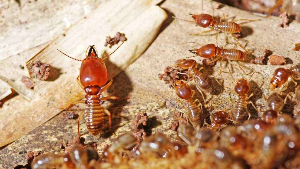 (Early) Signs of Termites in the Ceiling: What Every Homeowner Should Know