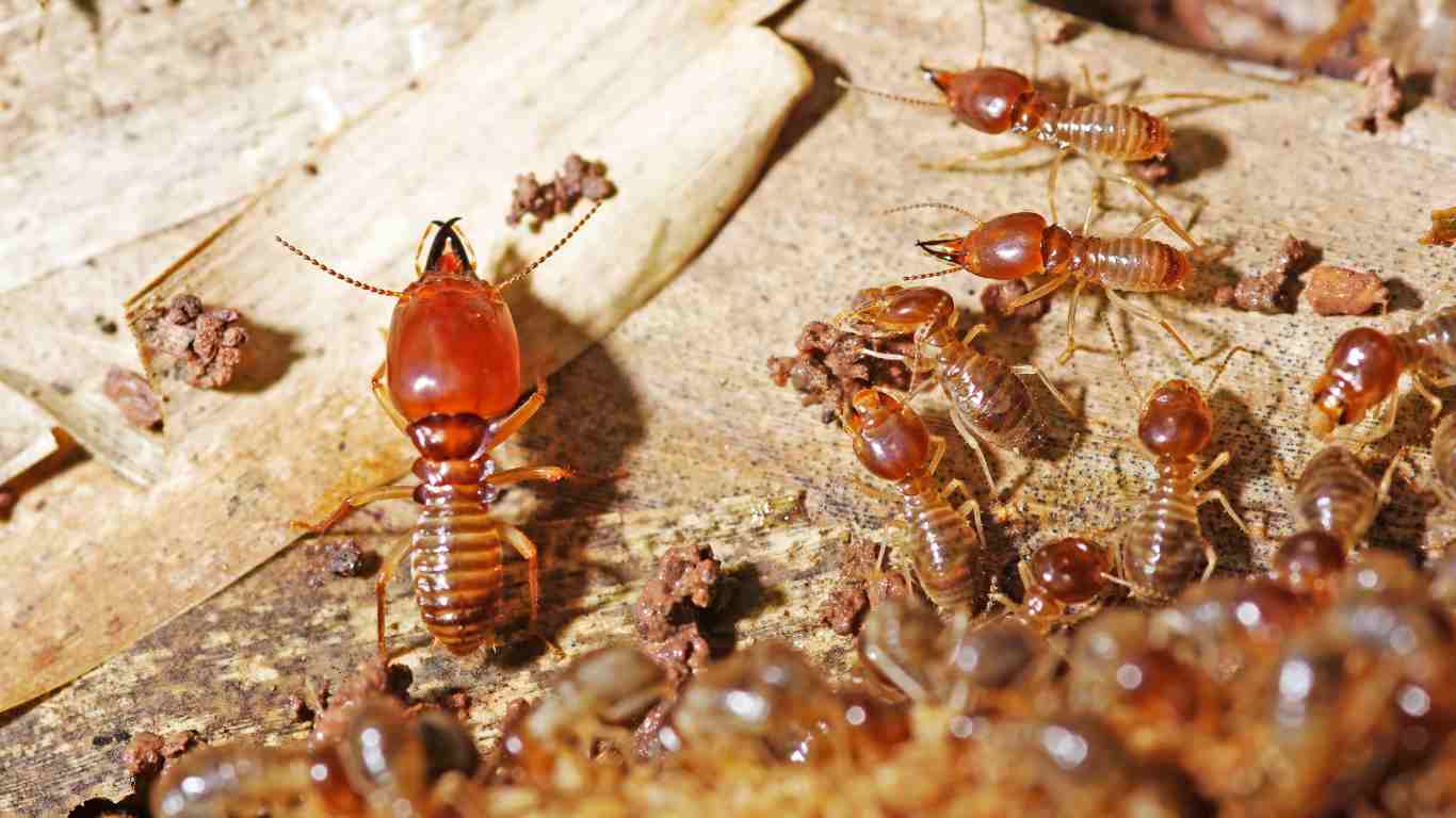 (Early) Signs of Termites in the Ceiling: What Every Homeowner Should Know