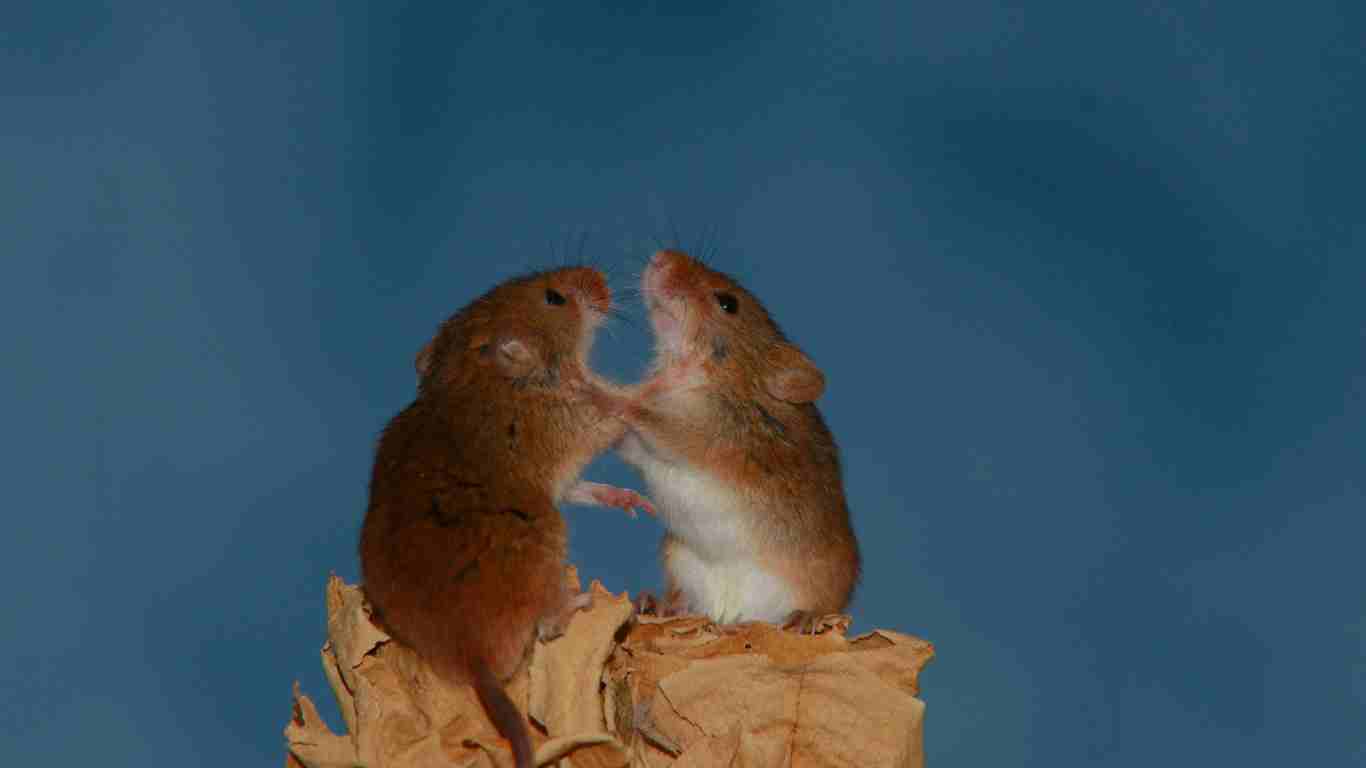 Signs of Mice in Walls What Every Homeowner Should Know