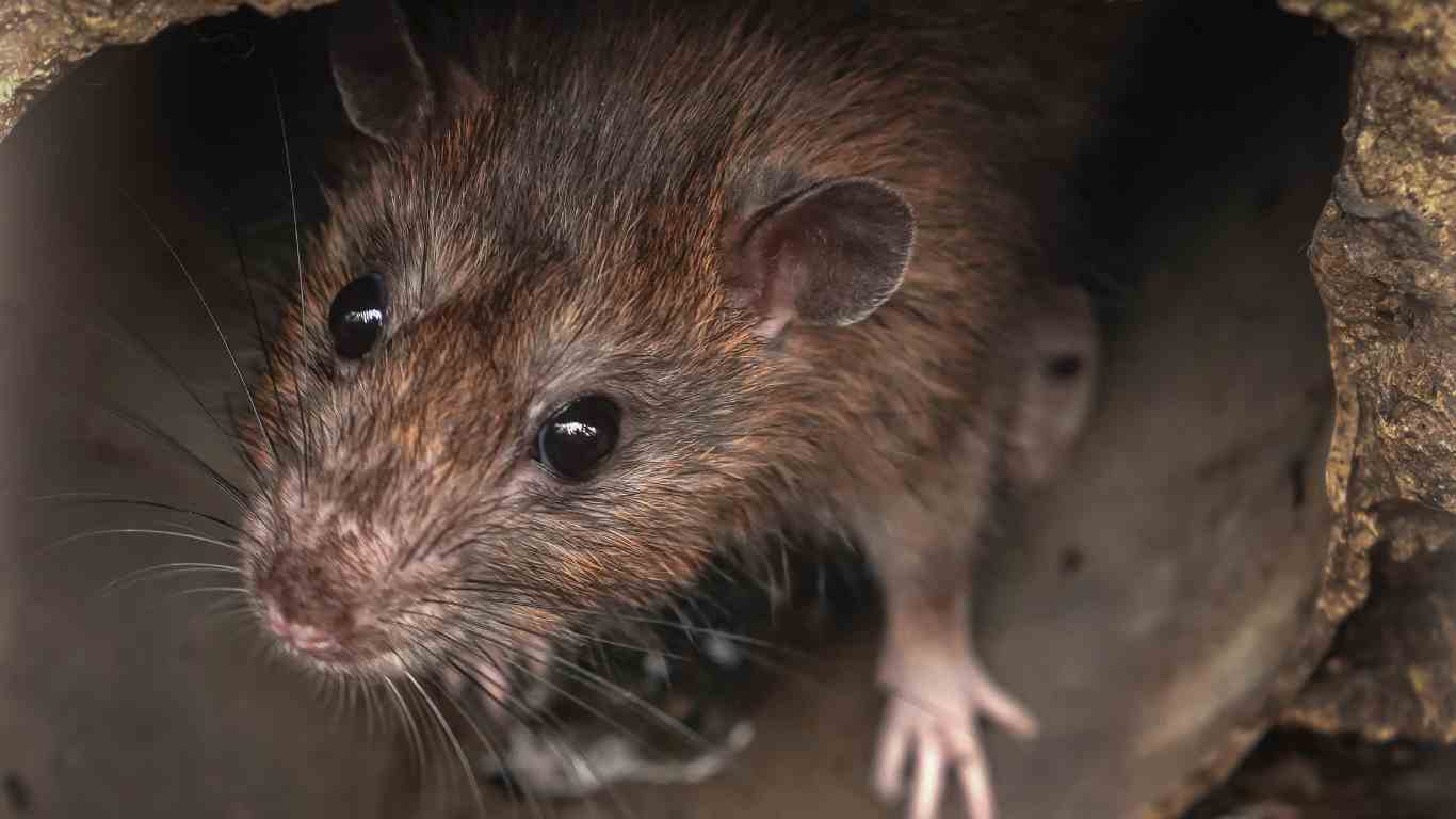 Rat Exclusion: How to Keep Rats Out of Your Property