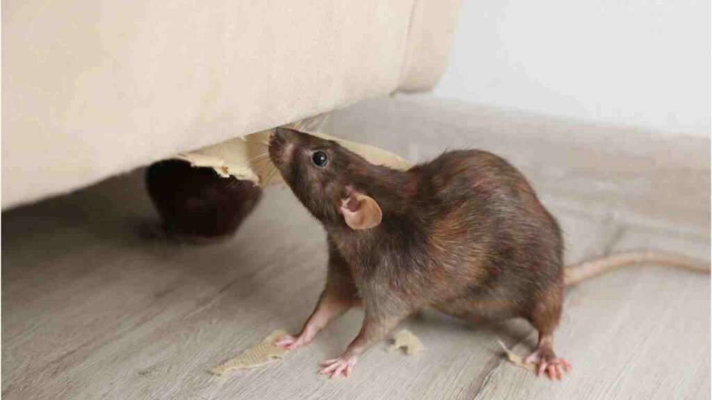 What Sort of Damage Do Rodents Cause?