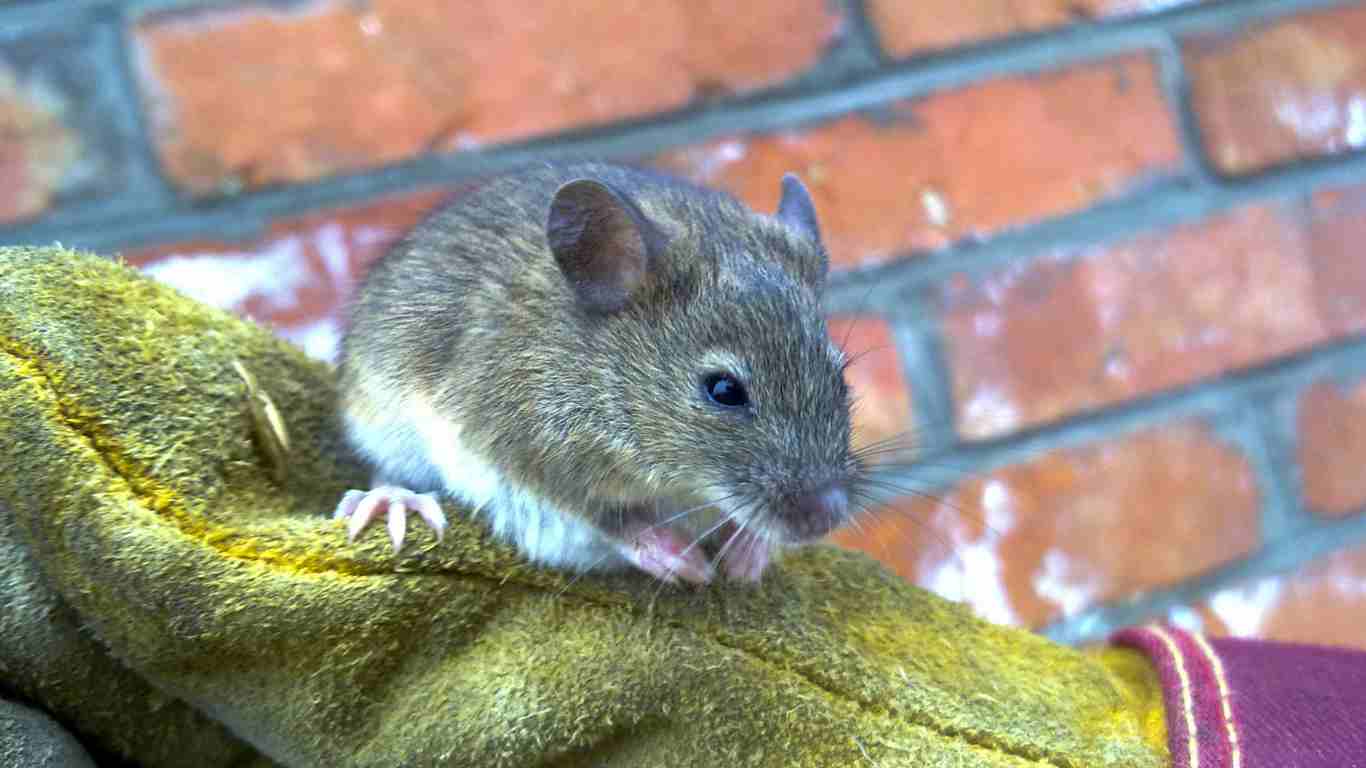 Will Mice Leave if There Is No Food