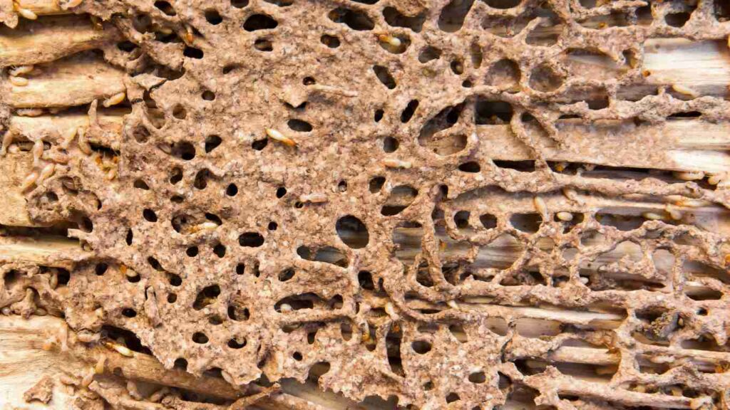 Common Signs of Termite Damage in Wooden Decks
