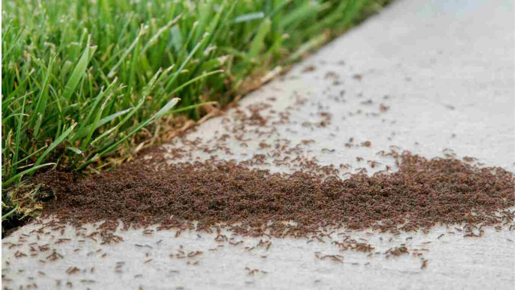 The Most Common Household Pests in California