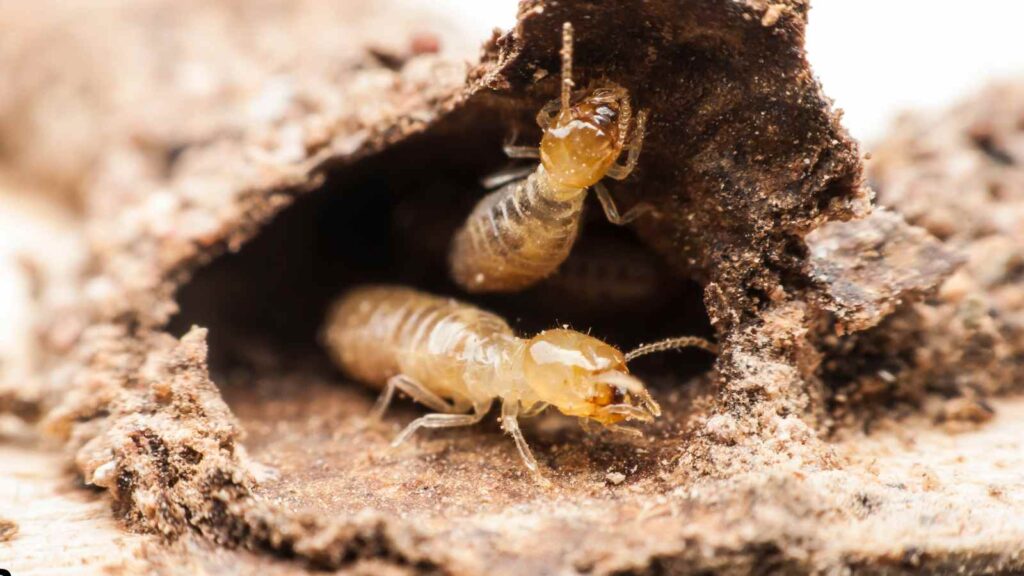 Termite Types in Sacramento - Identification, Risks & Control