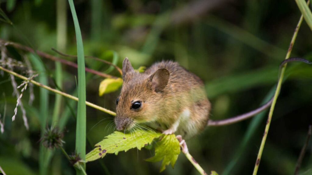 How to Prevent Mice from Entering Your Fresno Home