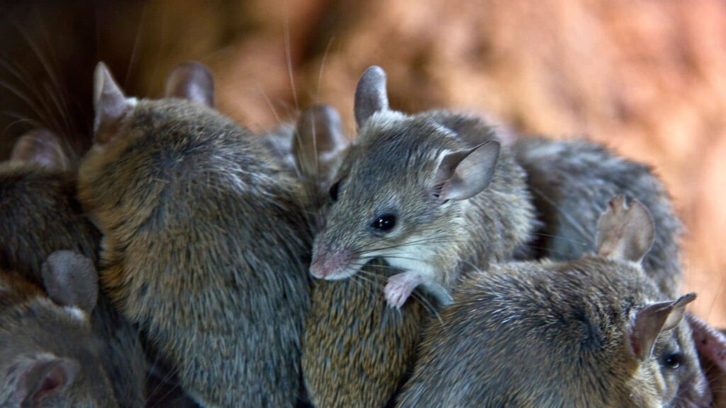 Mice Prevention Tips for California Homes & Businesses