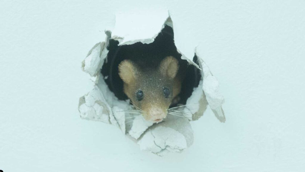 When Mice Prevention Isn’t Enough