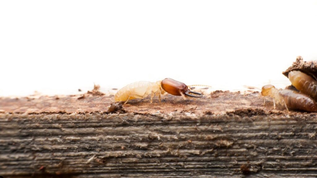 Best Time for Termite Treatment in Elk Grove