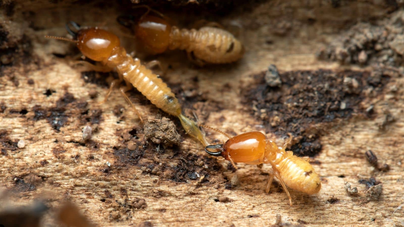 How Termites Enter Your Home in Elk Grove (And How to Block Them)