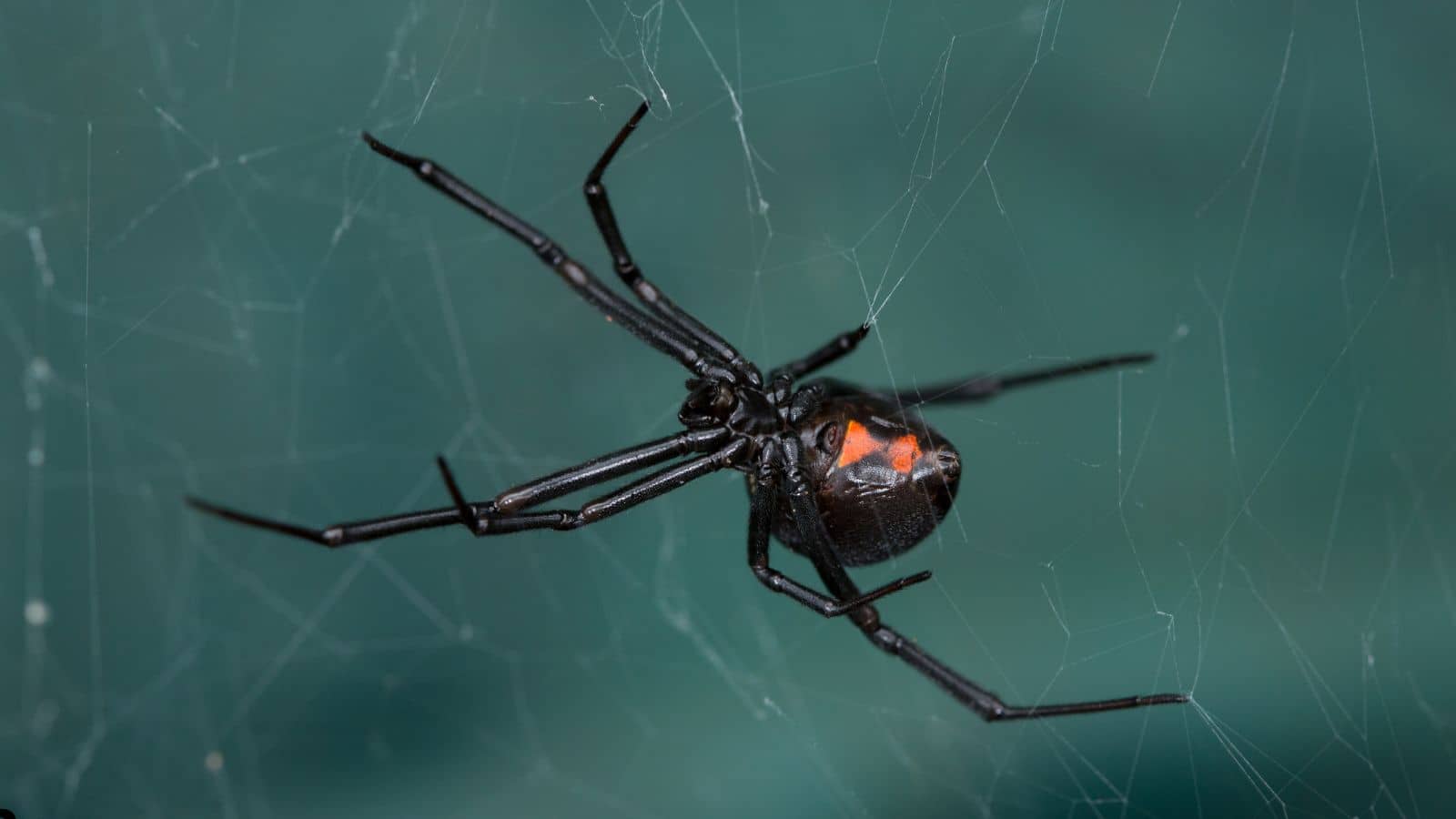 How to Prevent Spiders from Entering Your Elk Grove Home