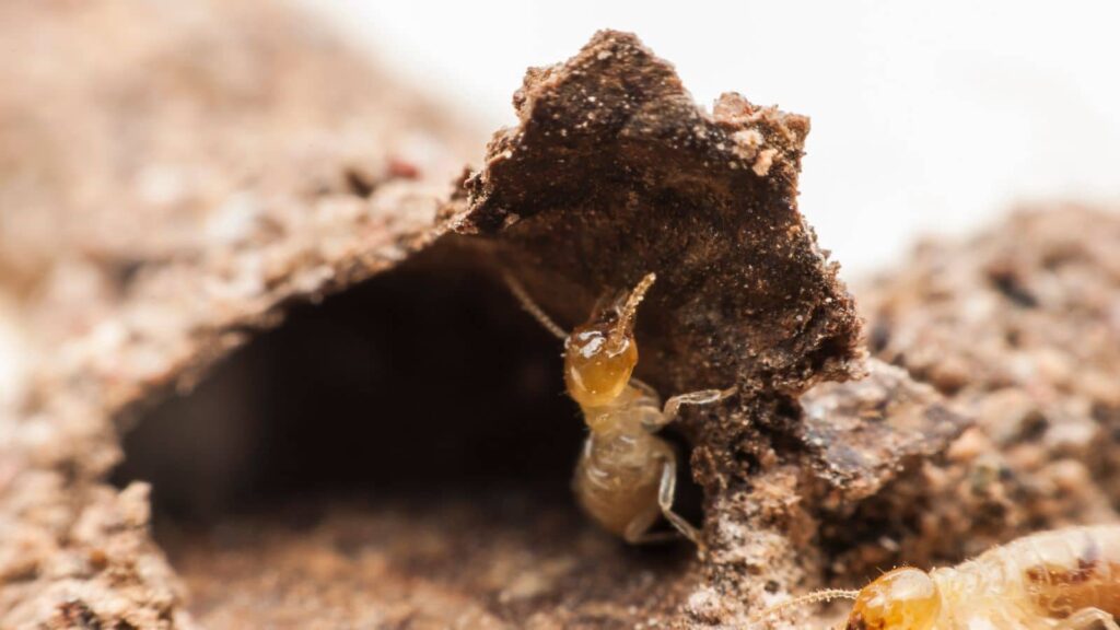 How to Spot a Termite Problem Early in Elk Grove