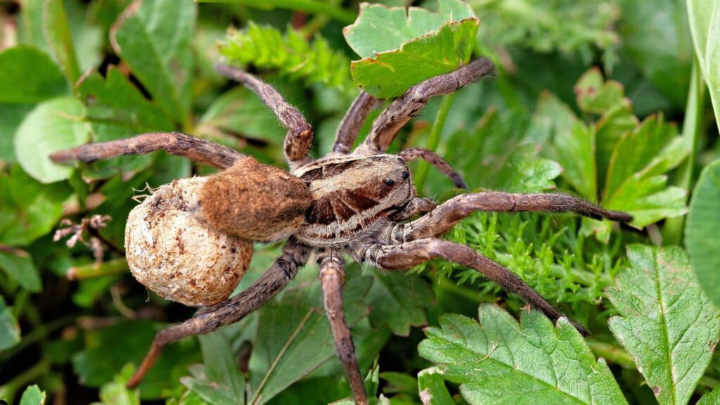 Proven Ways to Keep Spiders Out of Your Elk Grove Home