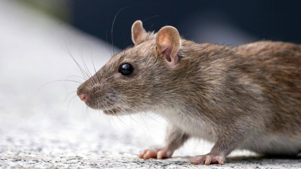 Rodent Prevention Tips for California Homes