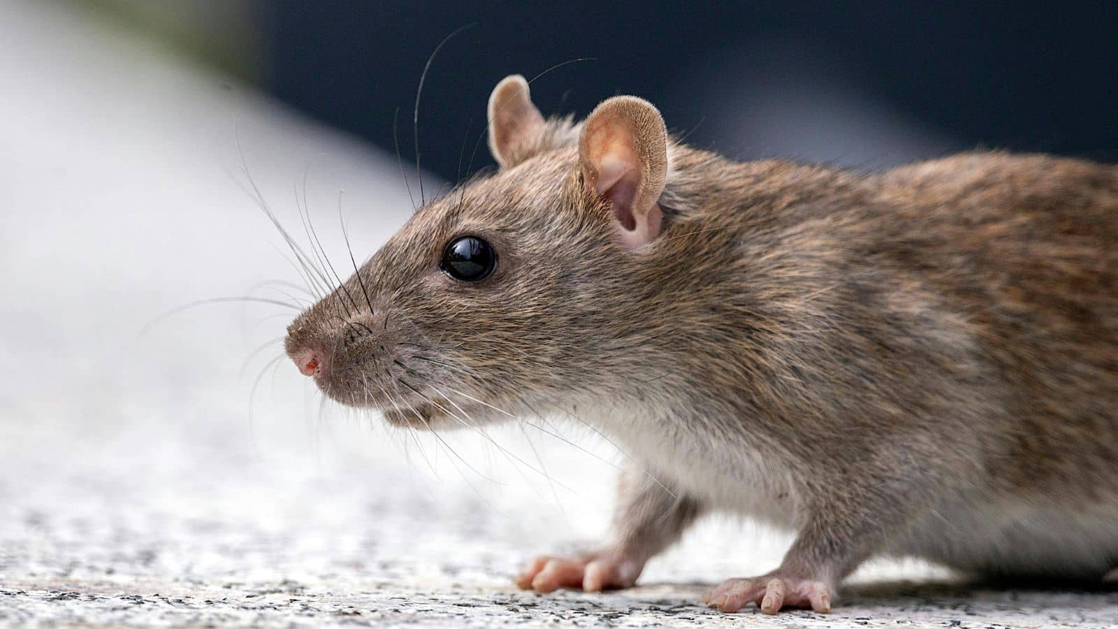 Rodent Prevention Tips for California Homes