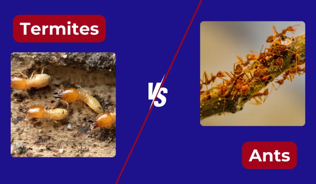 termites vs ants comparison