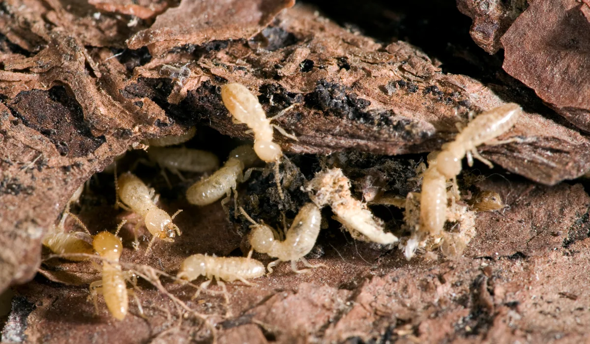 Subterranean Termites