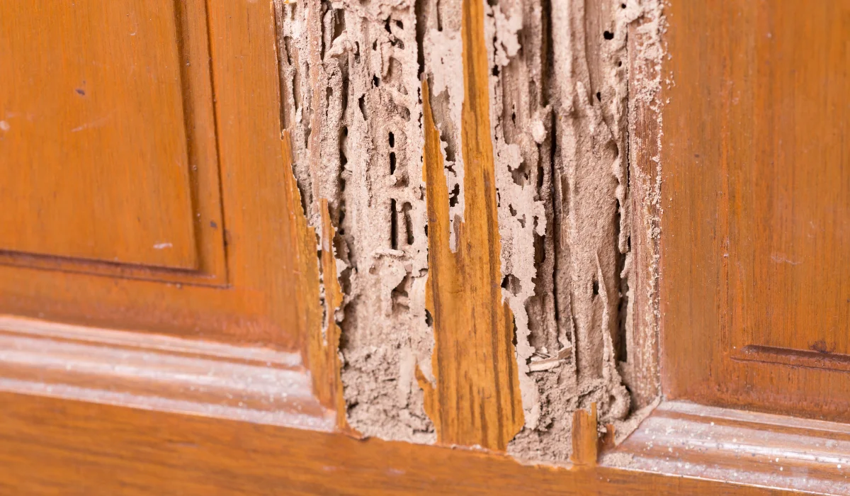 termite wood damage