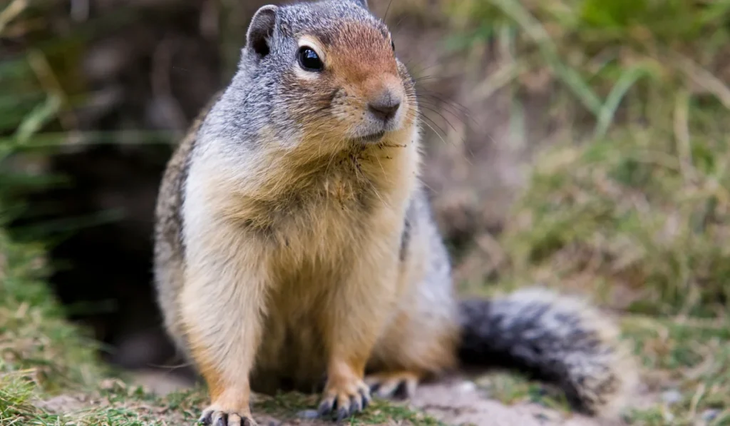 Ground Squirrel