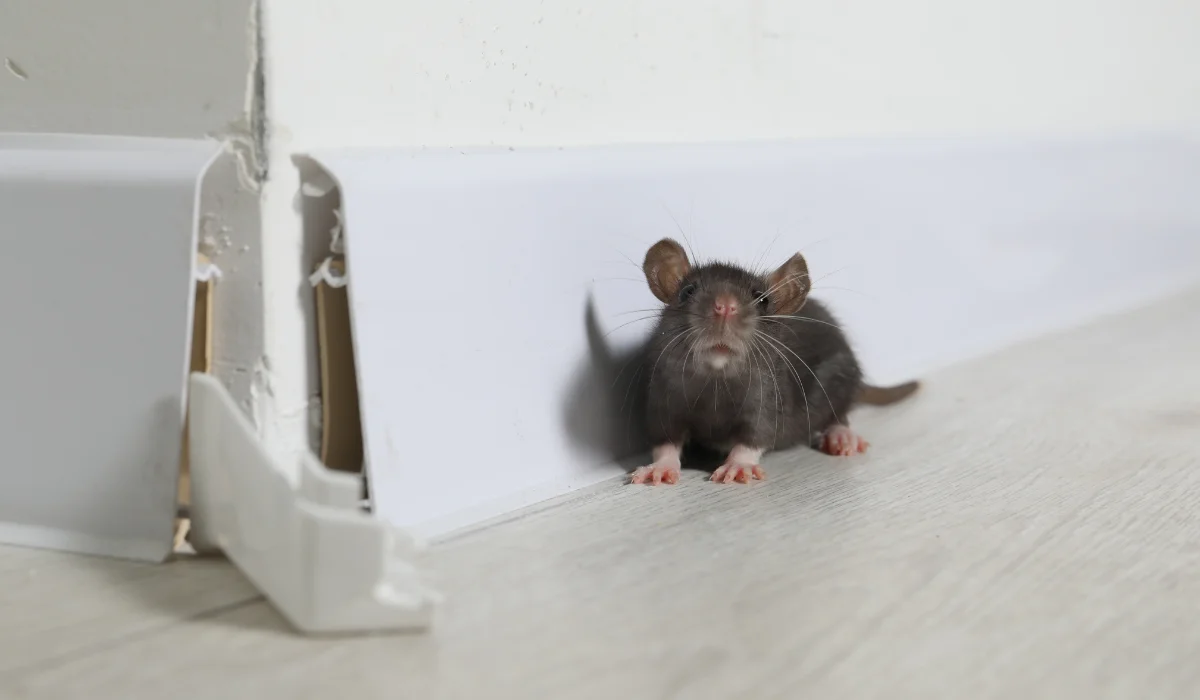 rat at home