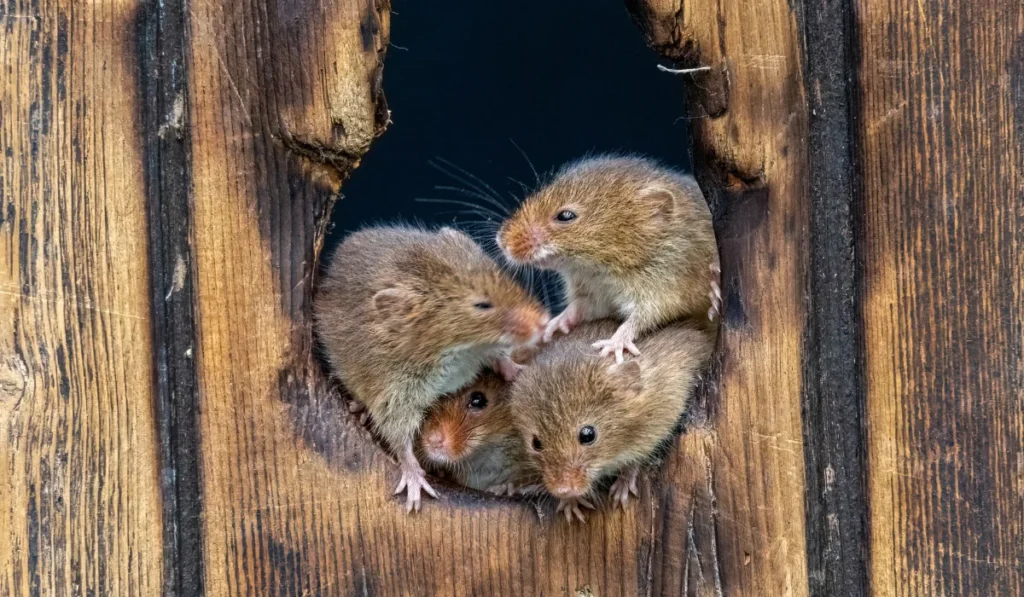 harvest mice