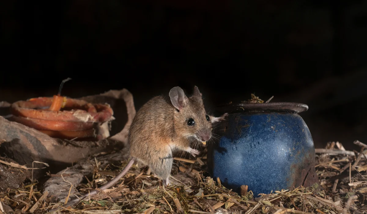 mouse in attic