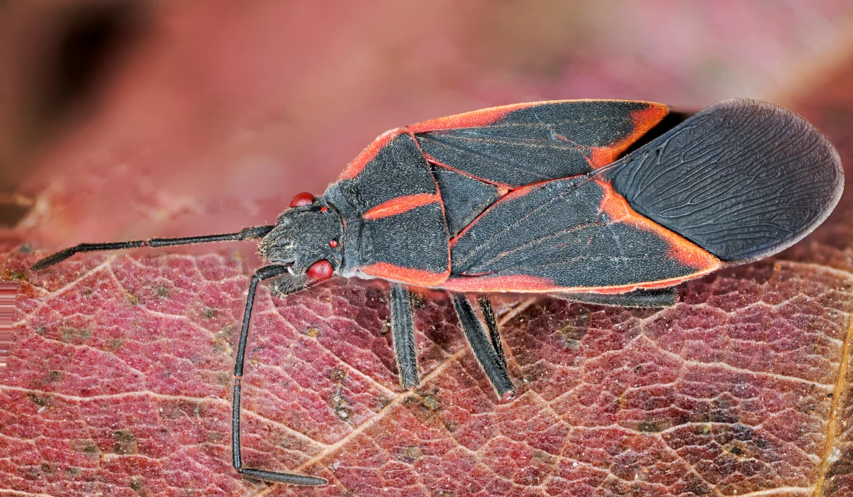 Boxelder Bug