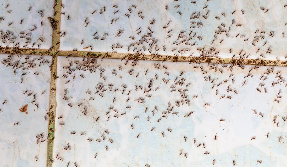 Ants in house on the wall