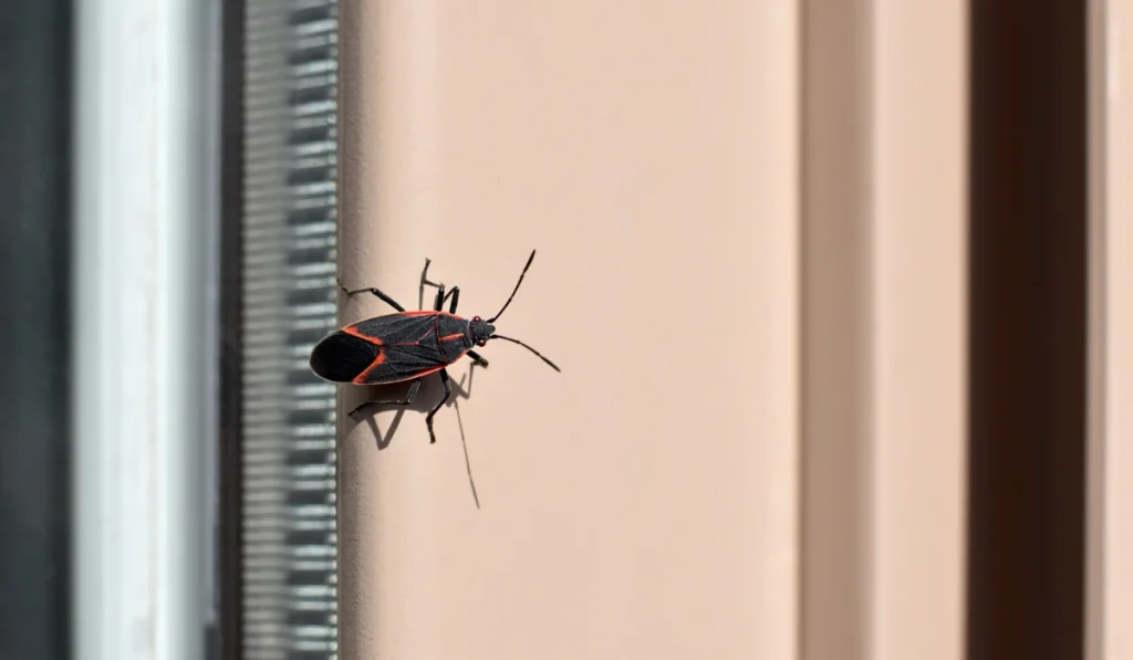 Boxelder bug sitting on window frame outside