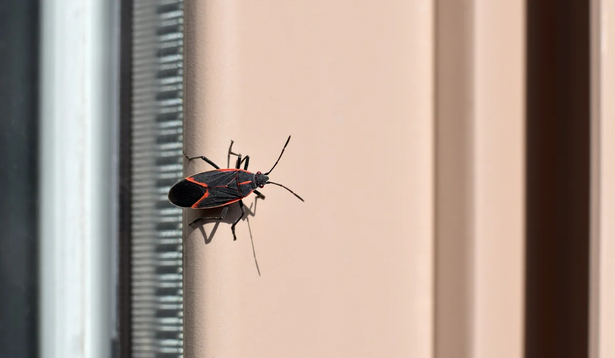 Boxelder bug sitting on window frame outside