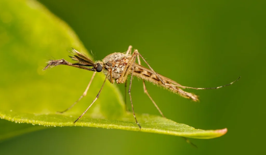 Male mosquito resting on a leaf in backyard